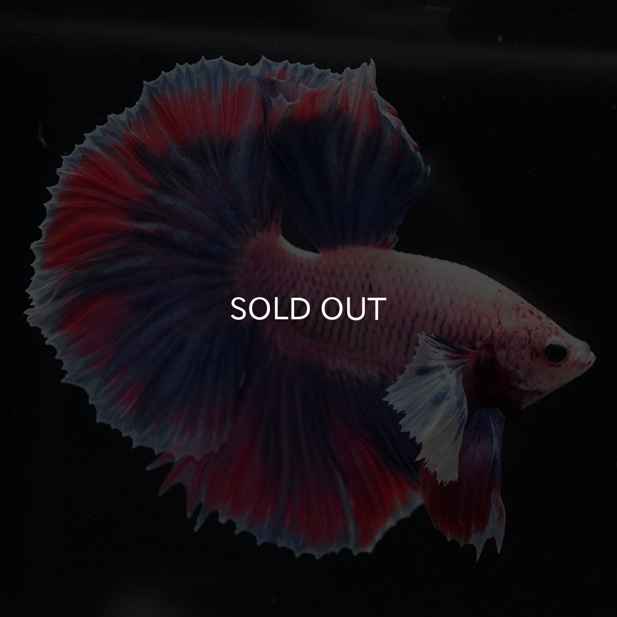 画像1: HMダンボ　ファンシー (1)