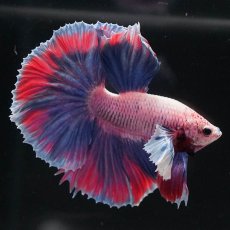 画像1: HMダンボ　ファンシー (1)