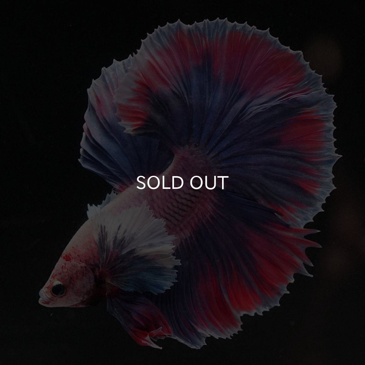 画像2: HMダンボ　ファンシー (2)