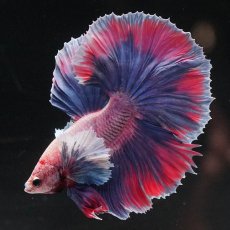 画像2: HMダンボ　ファンシー (2)