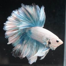 画像2: HM　ホワイトファンシー　ローズテール (2)