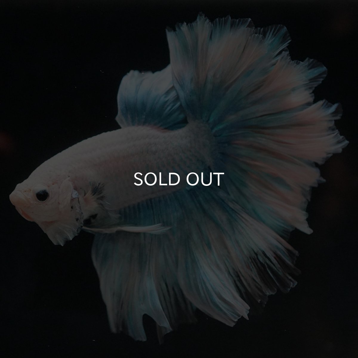 画像5: HM　ホワイトファンシー　ローズテール (5)