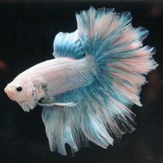 画像5: HM　ホワイトファンシー　ローズテール (5)