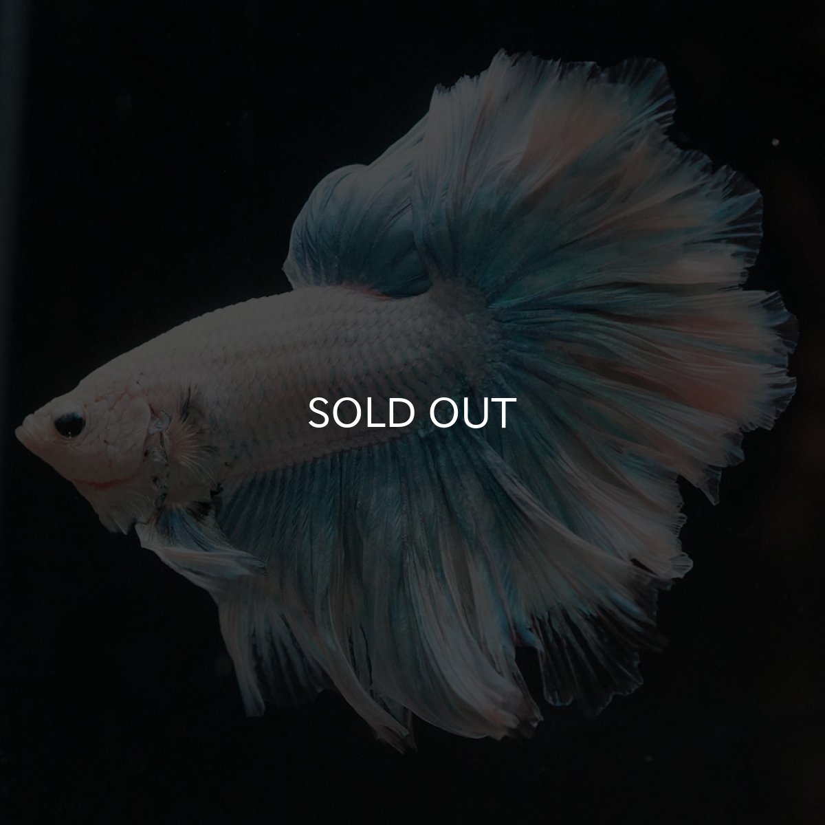 画像7: HM　ホワイトファンシー　ローズテール (7)