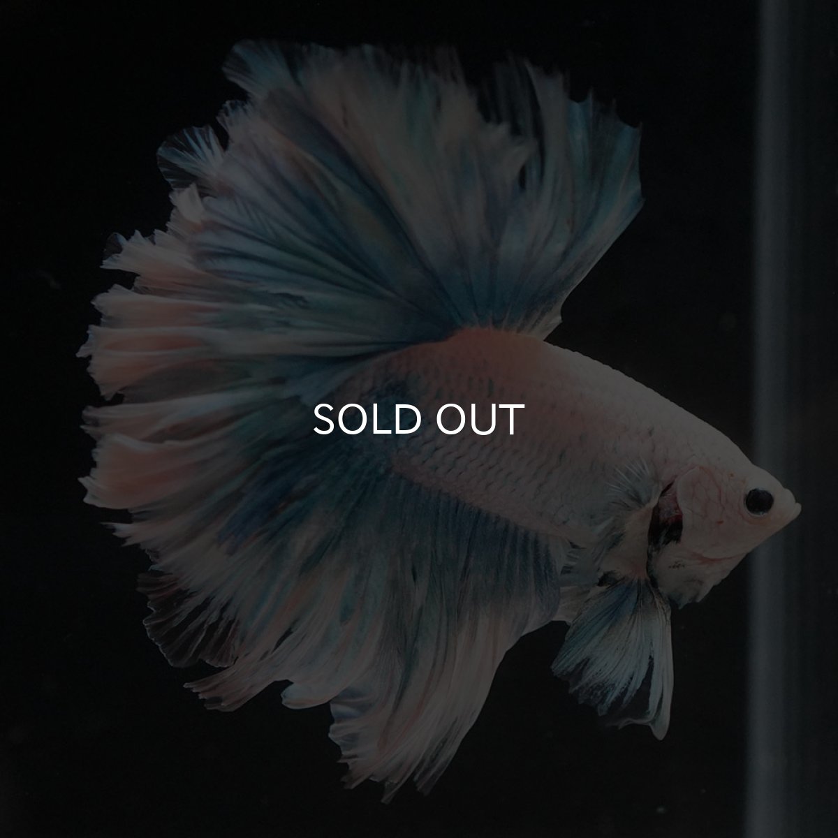 画像8: HM　ホワイトファンシー　ローズテール (8)