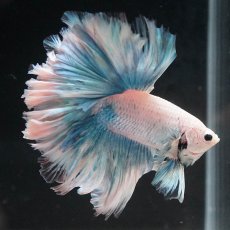 画像8: HM　ホワイトファンシー　ローズテール (8)