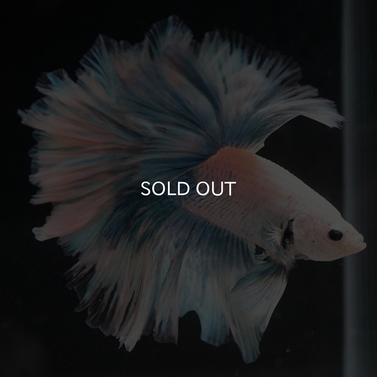 画像6: HM　ホワイトファンシー　ローズテール (6)