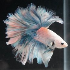 画像6: HM　ホワイトファンシー　ローズテール (6)