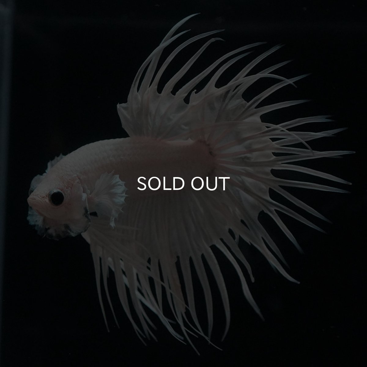 画像4: CT　ホワイト (4)