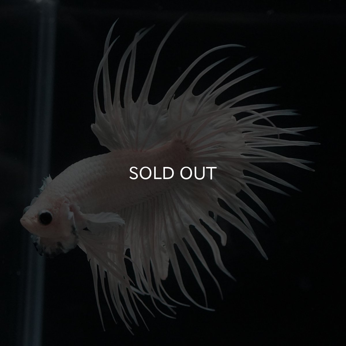 画像6: CT　ホワイト (6)