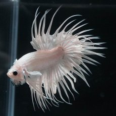 画像6: CT　ホワイト (6)