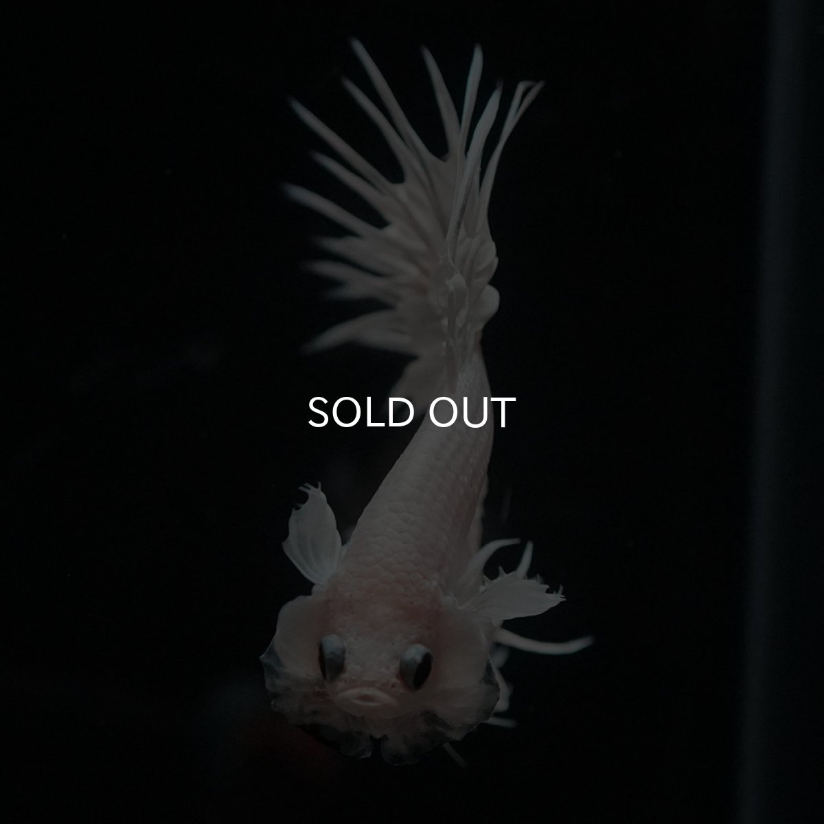 画像3: CT　ホワイト (3)