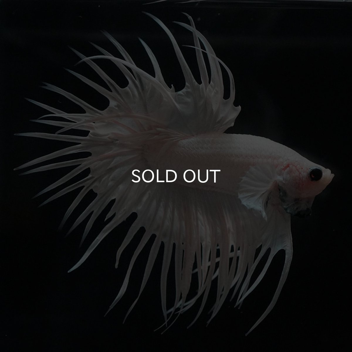 画像1: CT　ホワイト (1)