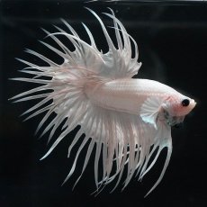 画像1: CT　ホワイト (1)