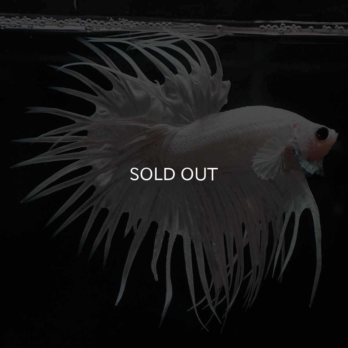 画像5: CT　ホワイト (5)