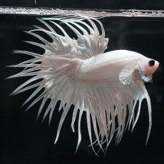 画像5: CT　ホワイト (5)