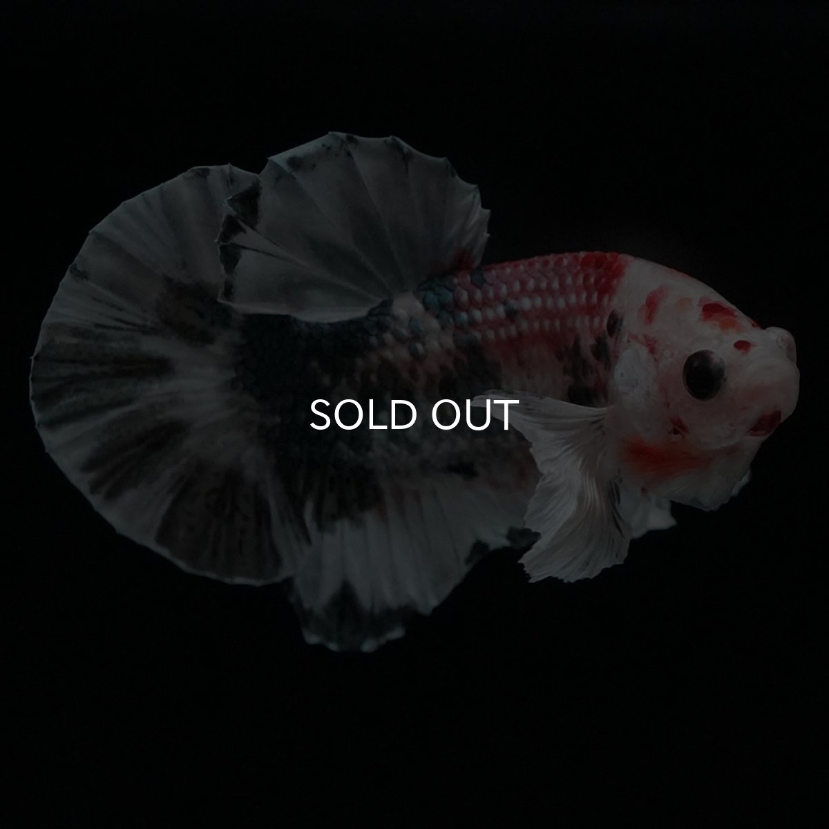 画像8: HMPKダンボ　キャンディカッパー (8)