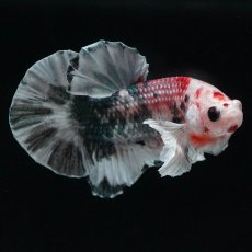 画像8: HMPKダンボ　キャンディカッパー (8)