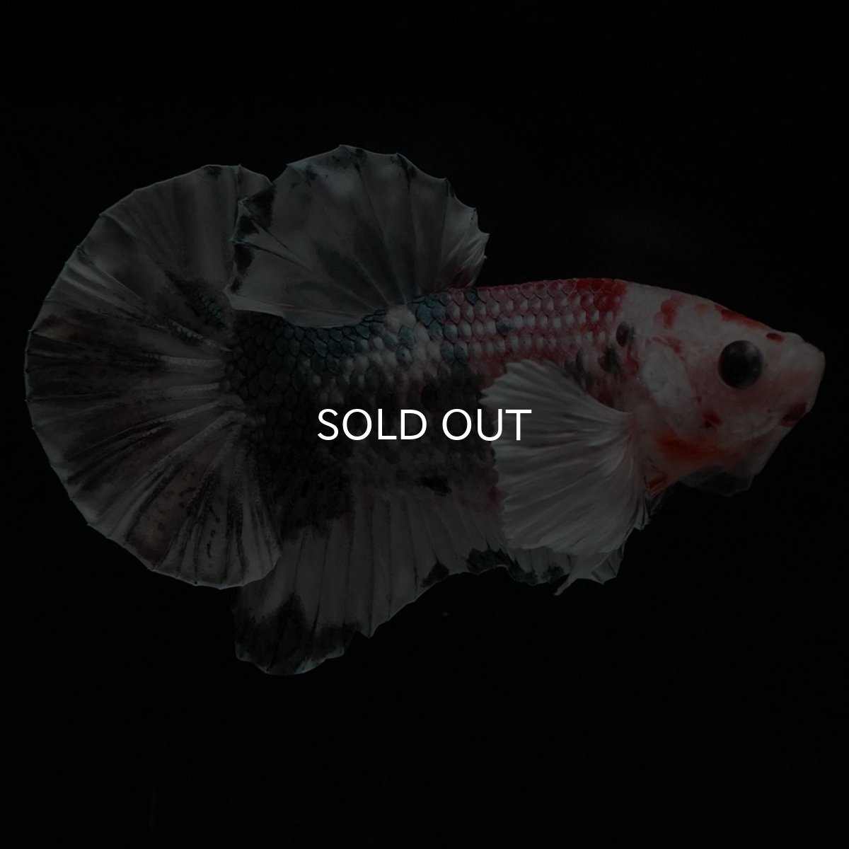 画像7: HMPKダンボ　キャンディカッパー (7)