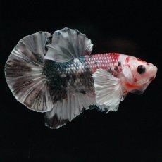 画像7: HMPKダンボ　キャンディカッパー (7)