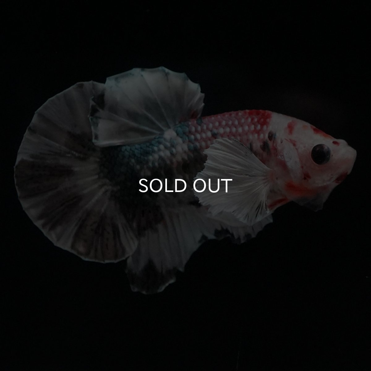 画像3: HMPKダンボ　キャンディカッパー (3)