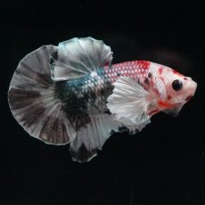 画像3: HMPKダンボ　キャンディカッパー (3)