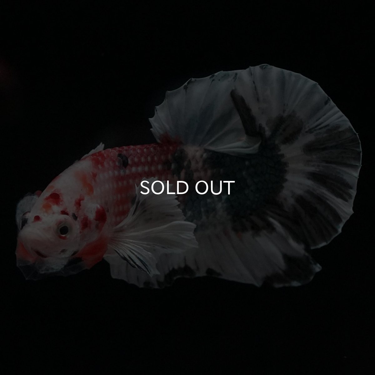 画像2: HMPKダンボ　キャンディカッパー (2)