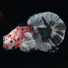 画像2: HMPKダンボ　キャンディカッパー (2)