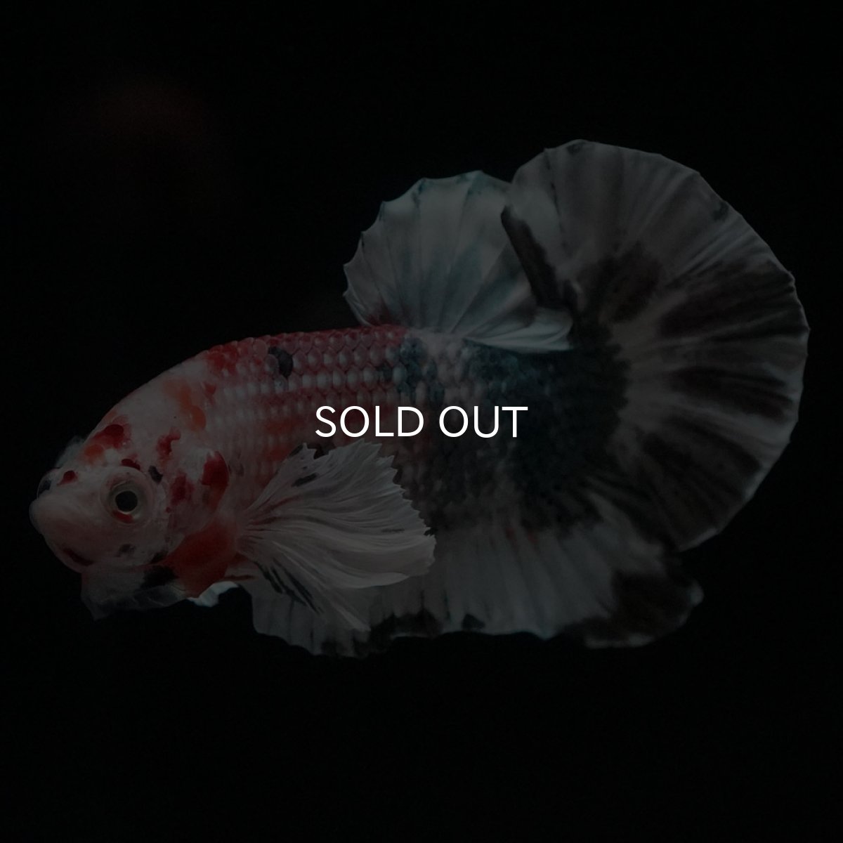 画像4: HMPKダンボ　キャンディカッパー (4)