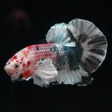 画像4: HMPKダンボ　キャンディカッパー (4)