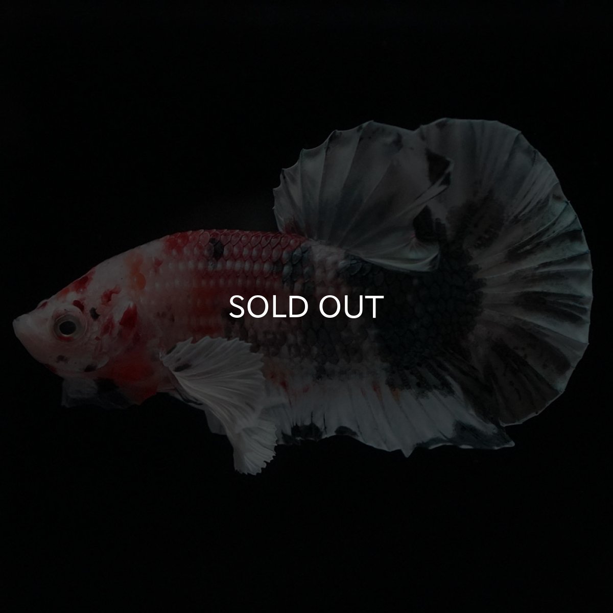 画像6: HMPKダンボ　キャンディカッパー (6)