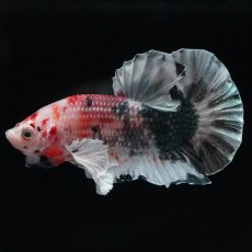 画像6: HMPKダンボ　キャンディカッパー (6)