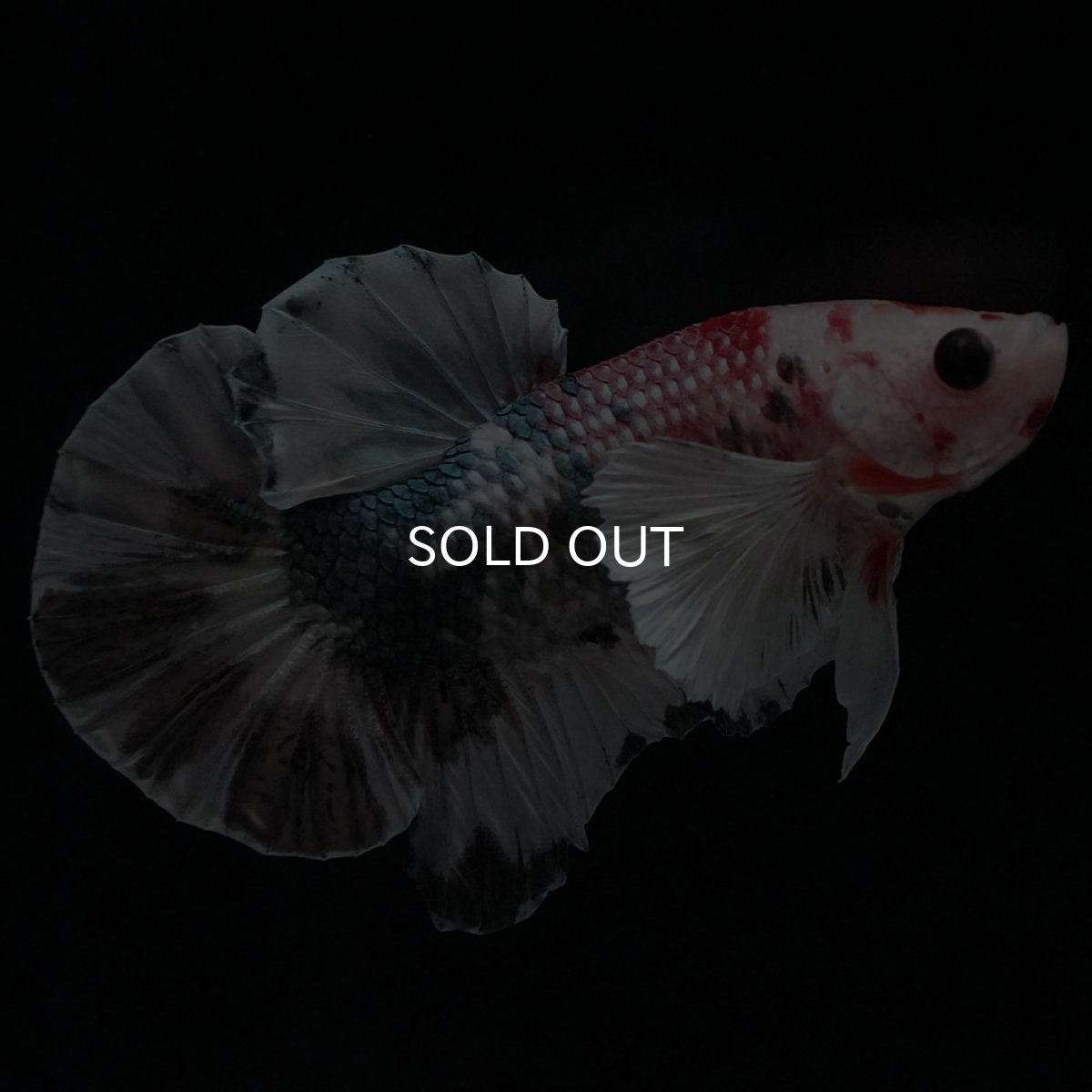 画像5: HMPKダンボ　キャンディカッパー (5)