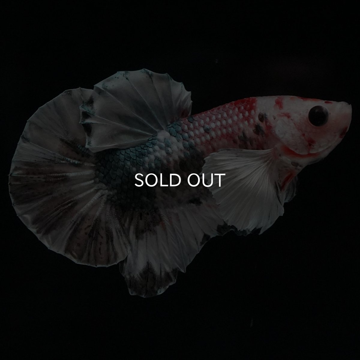 画像1: HMPKダンボ　キャンディカッパー (1)