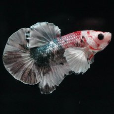 画像1: HMPKダンボ　キャンディカッパー (1)