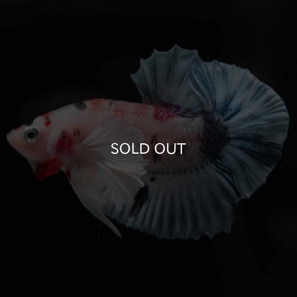 画像4: HMPKダンボ　キャンディ (4)