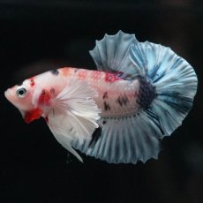 画像4: HMPKダンボ　キャンディ (4)