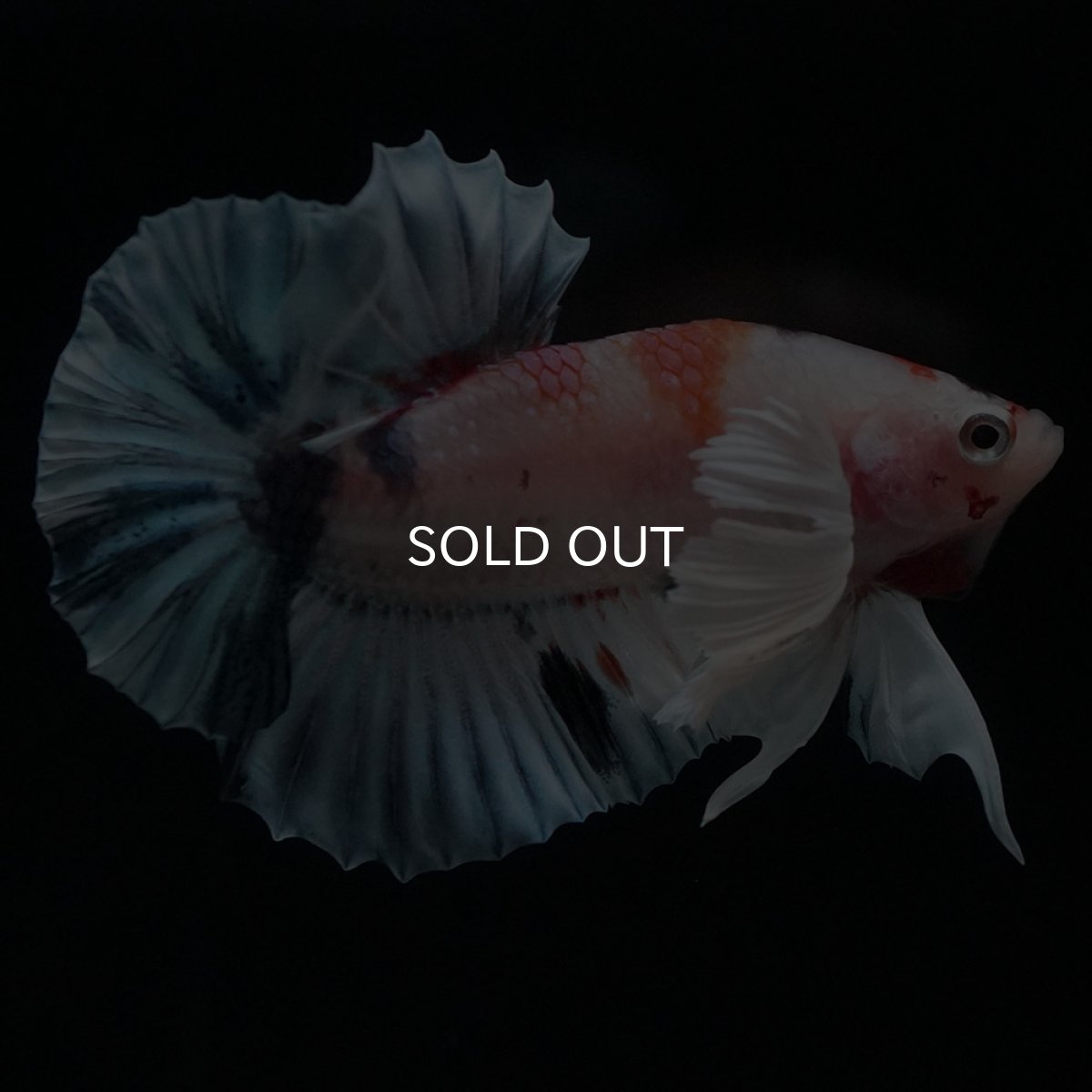 画像8: HMPKダンボ　キャンディ (8)