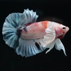 画像8: HMPKダンボ　キャンディ (8)