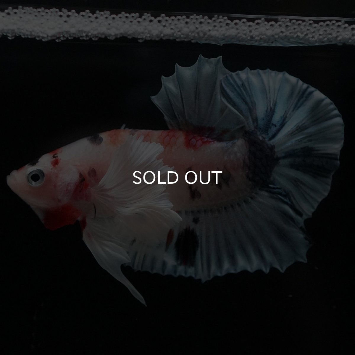 画像2: HMPKダンボ　キャンディ (2)