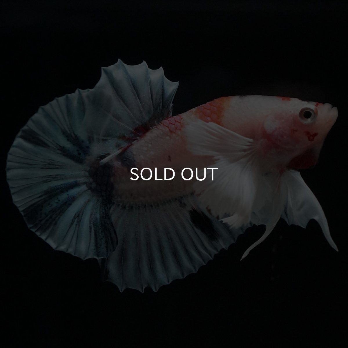 画像1: HMPKダンボ　キャンディ (1)