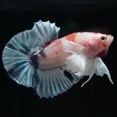 画像1: HMPKダンボ　キャンディ (1)