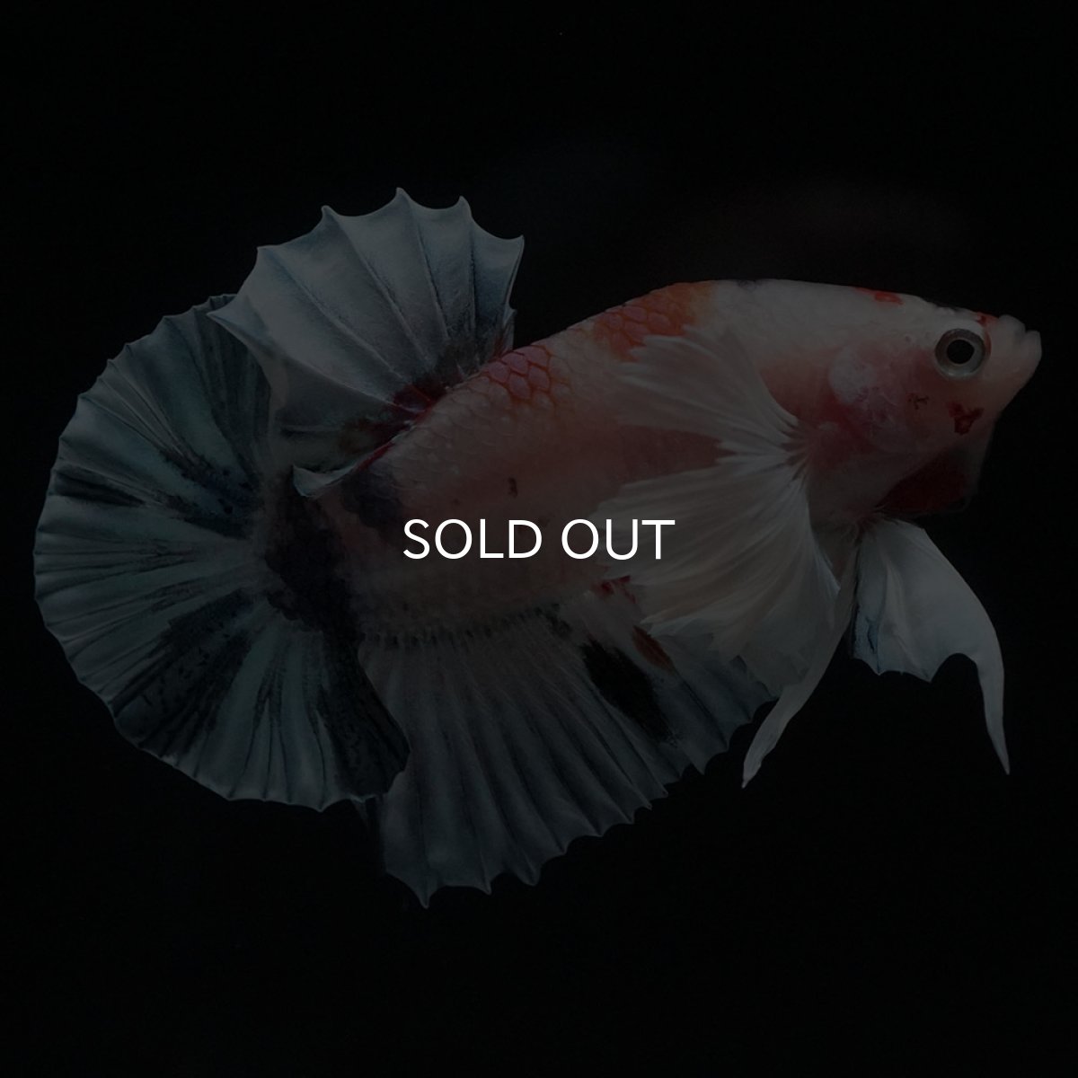 画像3: HMPKダンボ　キャンディ (3)