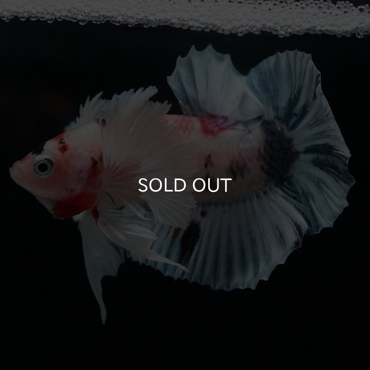 画像7: HMPKダンボ　キャンディ (7)