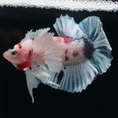 画像7: HMPKダンボ　キャンディ (7)