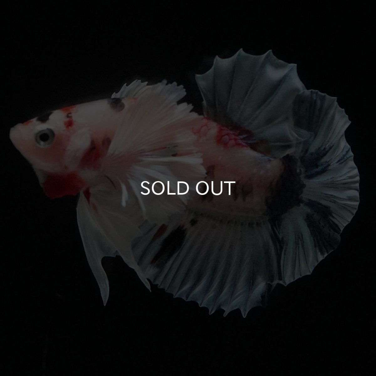 画像6: HMPKダンボ　キャンディ (6)