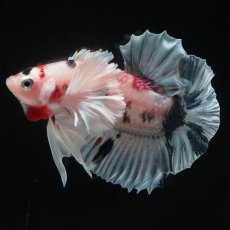 画像6: HMPKダンボ　キャンディ (6)