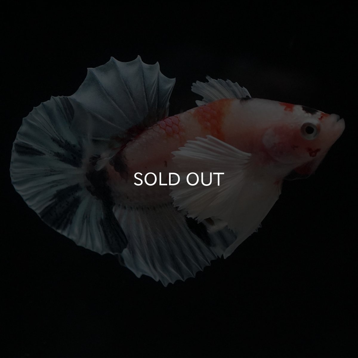 画像5: HMPKダンボ　キャンディ (5)