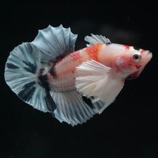 画像5: HMPKダンボ　キャンディ (5)