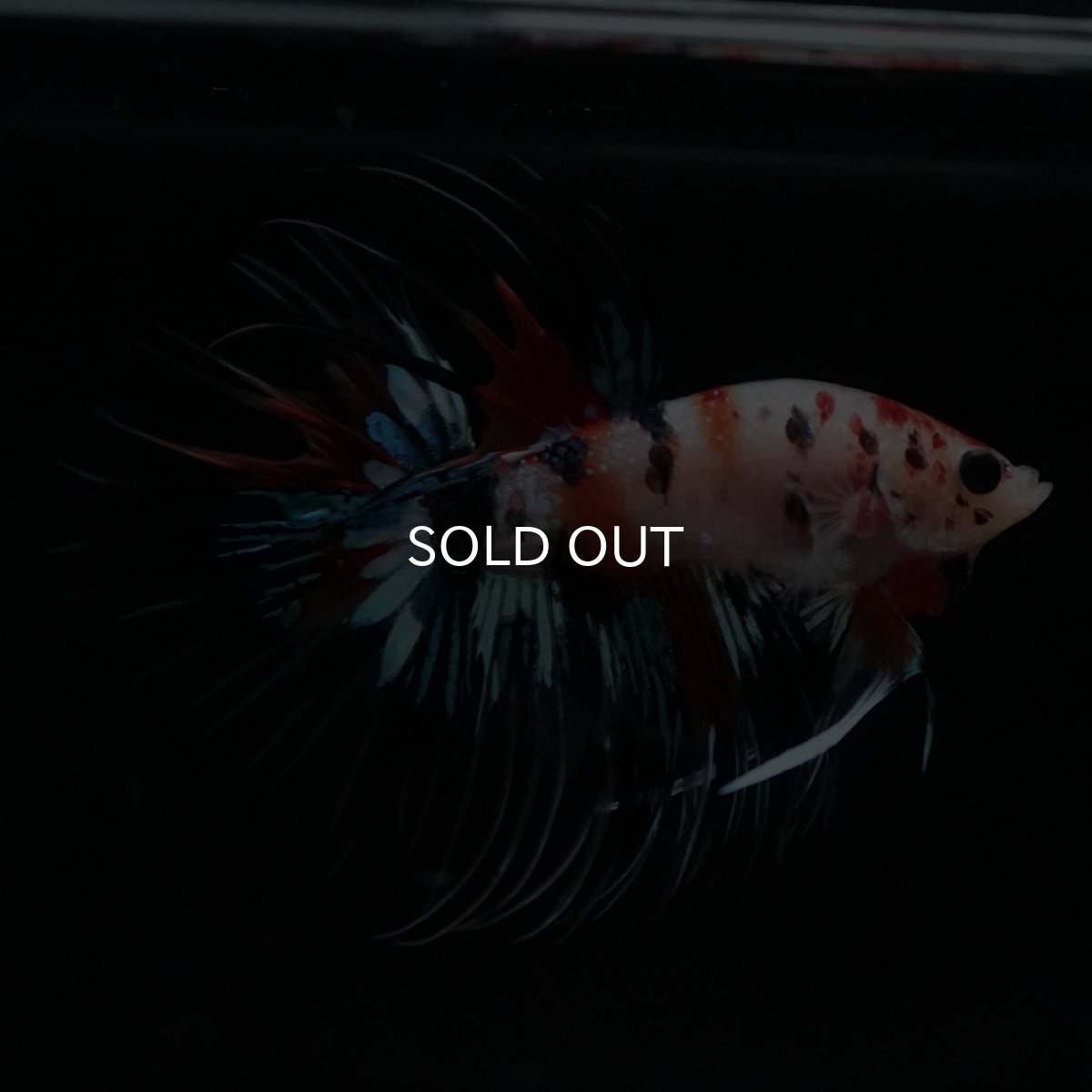 画像7: CT　キャンディ (7)